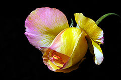 photo "Wakening / Пробуждение"