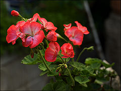 photo "***"