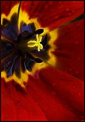 photo "Spring sharpness of sensations"