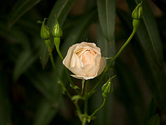 фото "***"