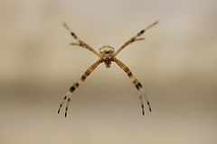 photo "Spider"