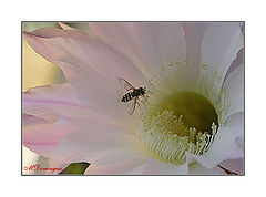 фото "Echinopsis"