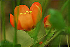 photo "***"