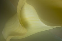 photo "***"