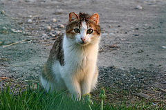 photo "Barsik"