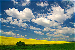 фото "Spring impression / Весеннее впечатление"