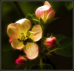 photo "Spring games of beauty"
