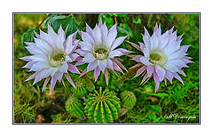 фото "Flowering  Echinopsis oxygona"