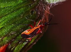 photo "Just beetle"