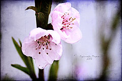 photo "***"