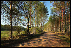 фото "Полосочки"