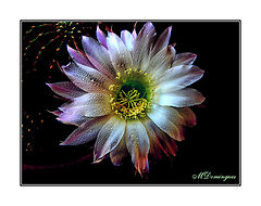 фото "Small droplets"