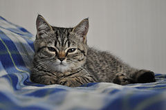 фото "After breakfast"