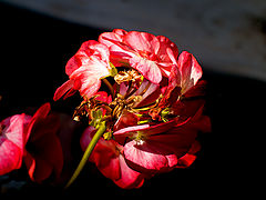 фото "***"