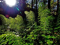 photo "The Forest"