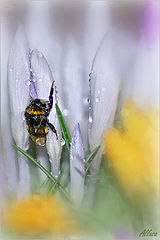 photo "***"