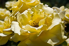 photo "***"