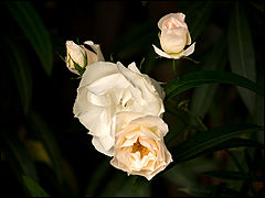 фото "***"