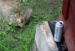 photo "The guest from forest"