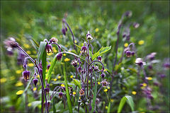 photo "May meadow flowers"