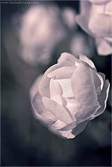 photo "***"