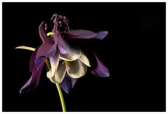 фото "lamplight"