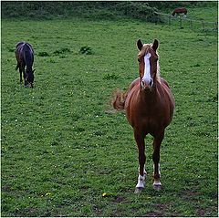 фото "Заинтересовавшаяся лошадь."
