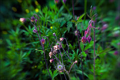 photo "May meadow flowers - 2"