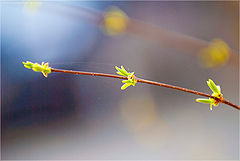 photo "***"