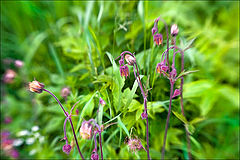 photo "May meadow flowers - 3"