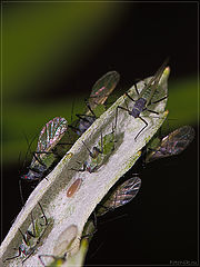 photo "Red eyes!"