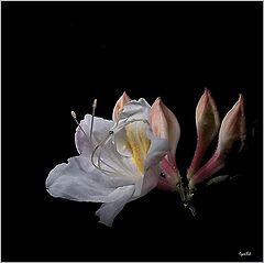 фото "Azalia - 4"