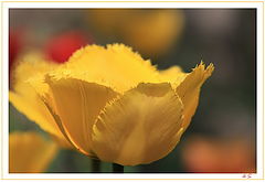 photo "***"