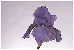 фото "Iris"