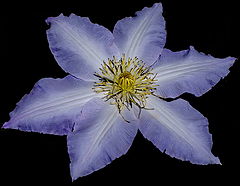 фото "Клематис (Clematis)"