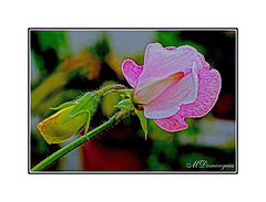 фото "Pea flower"