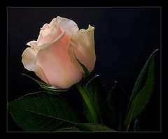 photo "***"