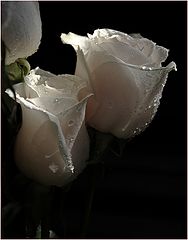фото "Rose"