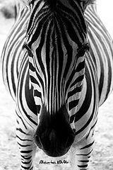 photo "Zebra"