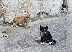 photo "Maroc cats (find the third one!)"