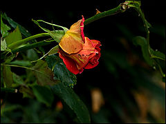 photo "***"
