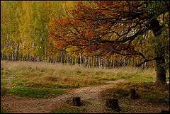 photo "***"