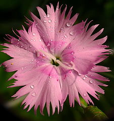 фото "Dianthus gratianopolitanus 1"