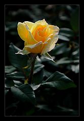 photo "***"