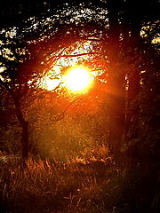 photo "***"