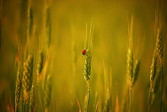 фото "..."
