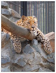 фото "Послеобеденный отдых"