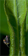 photo "Love is everywhere"