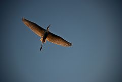 фото "The Freedom"