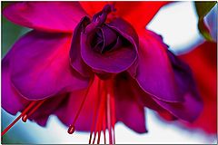фото "Fuschia"